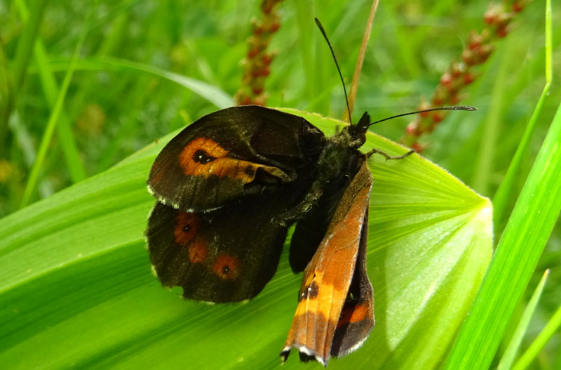 malridottissima ..........!!!!! Eurebia euryale